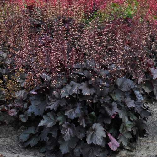 Żurawka ogrodowa 'Rex Black'