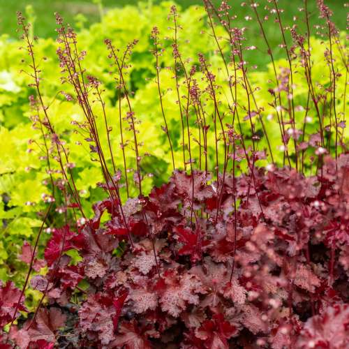 Żurawka ogrodowa 'Rex Fire'