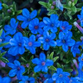 Nawrot rozpierzchły 'Heavenly Blue'
