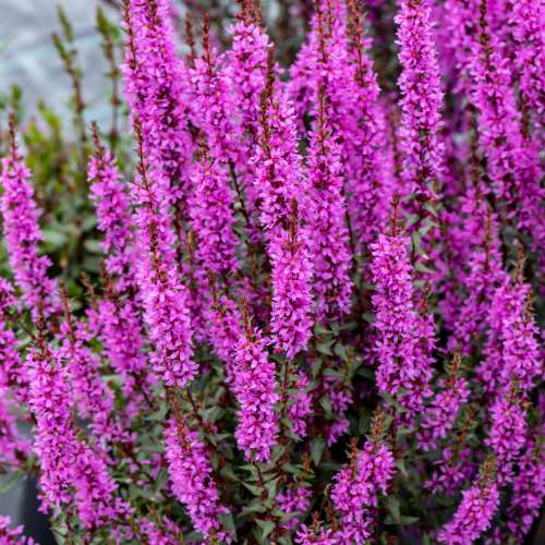 Krwawnica 'Luminara Lilac'