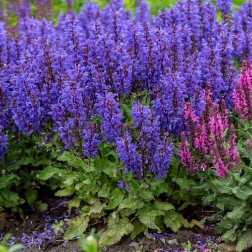 Szałwia omszona 'Noble Knight'