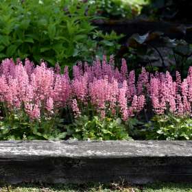 Żuraweczka 'Pink Revolution'
