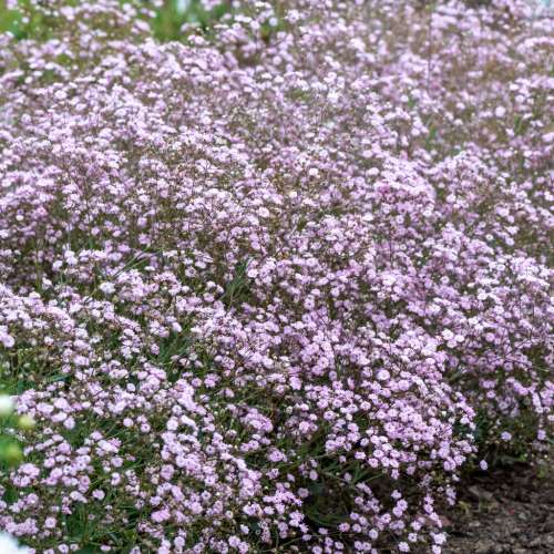 Gipsówka 'Rosenschleier'