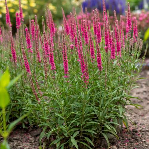 Przetacznik kłosowy 'Rotfuchs'