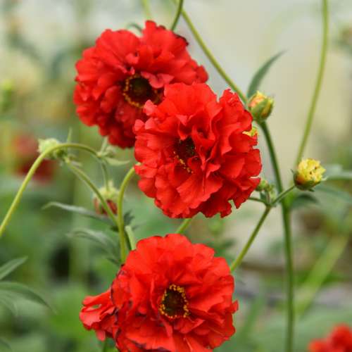 Kuklik ogrodowy 'Samba Sunset'