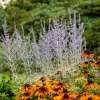 Perovskia łobodolistna 'Silvery Blue'