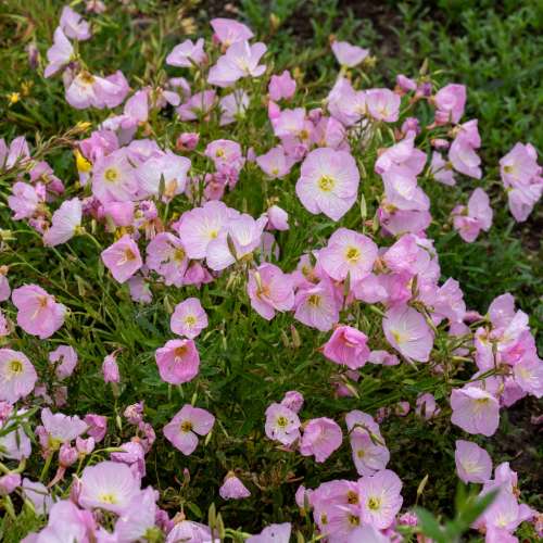 Wiesiołek okazały 'Siskiyou Pink'