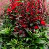 Lobelia okazała 'Starship Scarlet'