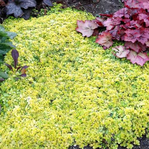 Przetacznik rozłogowy 'Sunshine'