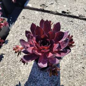 Rojnik 'BigSam Black Cherry'