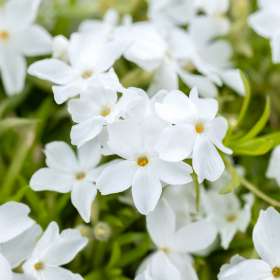 Floks szydlasty 'White Delight'