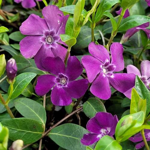 Barwinek pospolity 'Rubra'