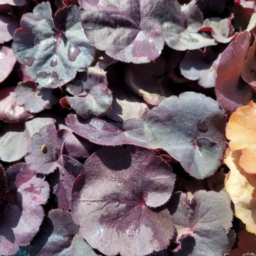 Żurawka ogrodowa 'Black Forest Cake'