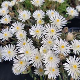 Delosperma Coopera