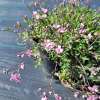 Gipsówka rozesłana 'Rosea'