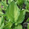 Funkia Fortune'a 'Albopicta'
