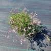 Gipsówka rozesłana 'Rosea'