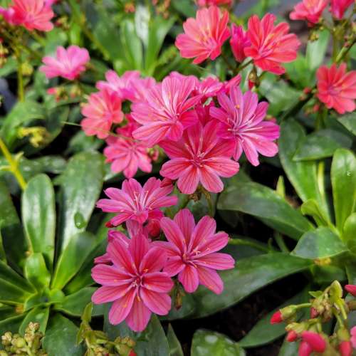 Lewizja zagłębiona 'Safira Coral'