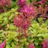 Rozchodnik kaukaski 'Purpureum'