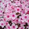 Floks wiechowaty 'Early Pink'