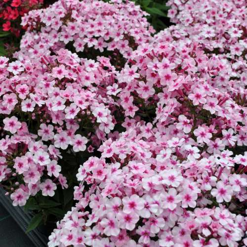 Floks wiechowaty 'Early Pink'