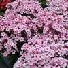 Floks wiechowaty 'Early Pink'