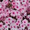 Floks wiechowaty 'Early Pink'