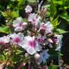Floks wiechowaty 'Early Pink'