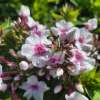 Floks wiechowaty 'Early Pink'