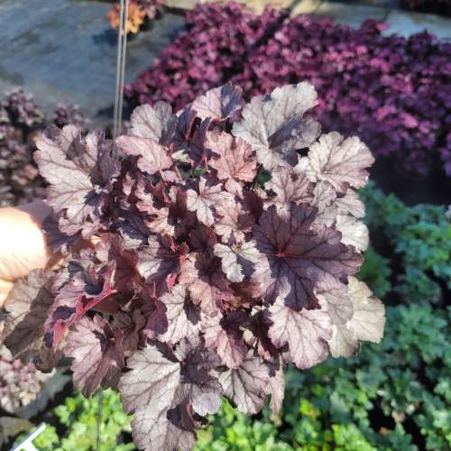 Żurawka ogrodowa 'Milan'