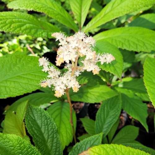 Rodgersja Henriciego