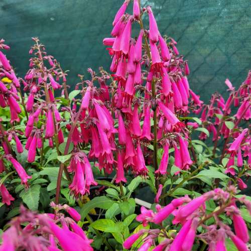 Fygelius przylądkowy 'Candy Drops Deep Rose'