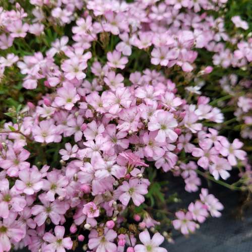 Gipsówka rozesłana 'Rosea'