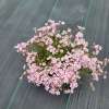 Gipsówka rozesłana 'Rosea'