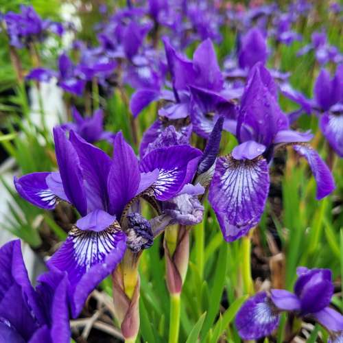 Kosaciec syberyjski 'Annick'