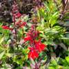 Lobelia okazała 'Starship Scarlet'