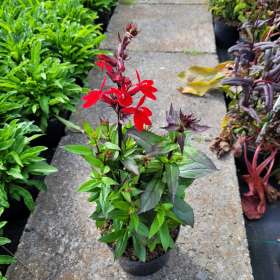 Lobelia okazała 'Starship Scarlet'