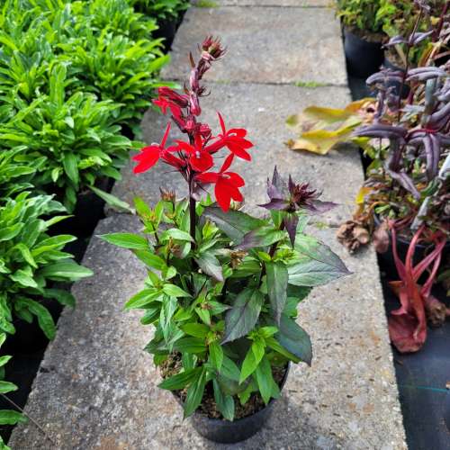 Lobelia okazała 'Starship Scarlet'