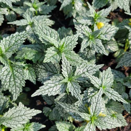 Gajowiec żółty 'Herman's Pride'