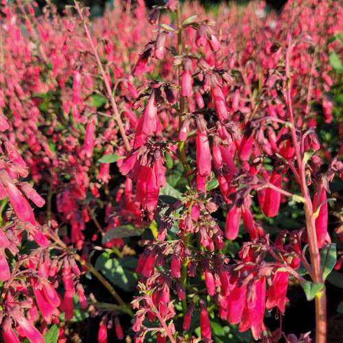 Fygelius przylądkowy 'Candy Drops Red'