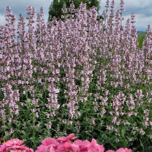 Kocimiętka groniasta 'Amelia'