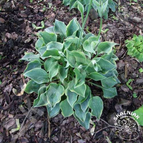 Funkia 'Veronica Lake'