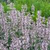 Kocimiętka groniasta 'Amelia'
