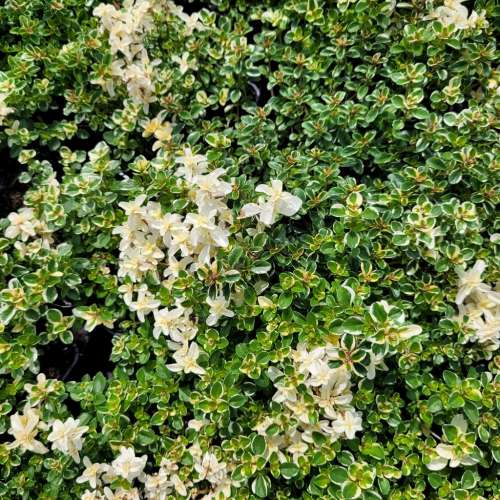 Macierzanka zwyczajna 'Foxley'