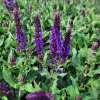 Szałwia omszona 'Noche'