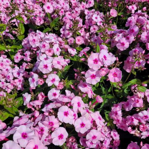 Floks wiechowaty 'Flame Pro Pink Pop'