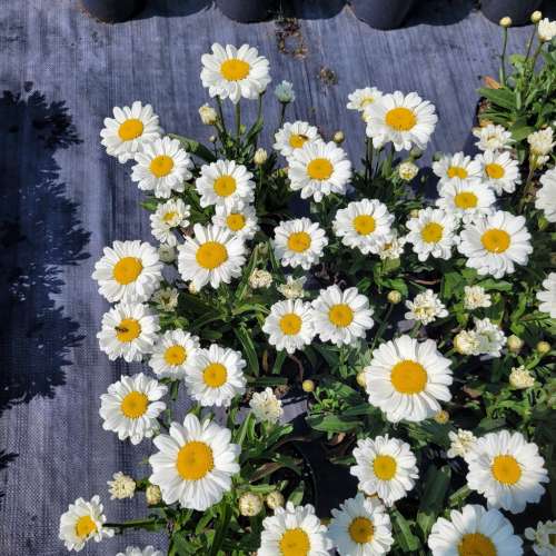 Złocień wielki 'Sweet Daisy Jane'