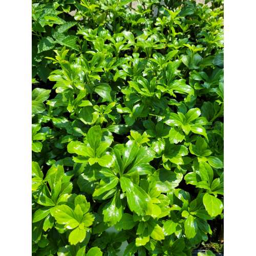 Runianka japońska 'Green Sheen'