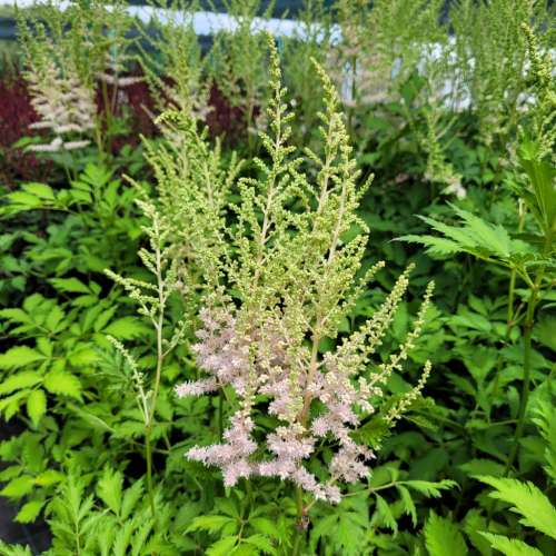 Tawułka chińska 'Milk and Honey'