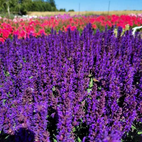 Szałwia omszona 'Noche'